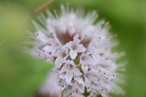 Mentha aquatica, De la macro pour "débutant" avec un Nikon D90 ?