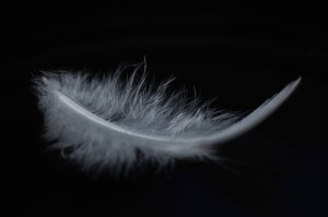 Une plume, De la macro pour "débutant" avec un Nikon D90 ?