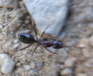 Fourmi rouge et noire des Pyrénées Orientales, IMG_20231027_110722_1_BURST003.jpg