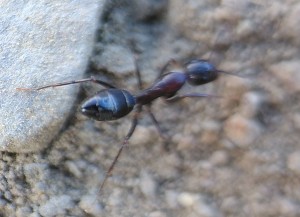 Fourmi rouge et noire des Pyrénées Orientales, IMG_20231027_110727_1_BURST003.jpg