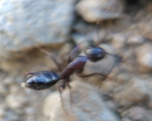 Fourmi rouge et noire des Pyrénées Orientales, IMG_20231027_110749_1_BURST003 - Copie.jpg