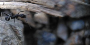 Aphaenogaster senilis, fairphone + lentille pixtermacro 25 mm