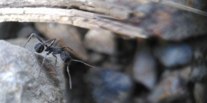 Aphaenogaster senilis, 