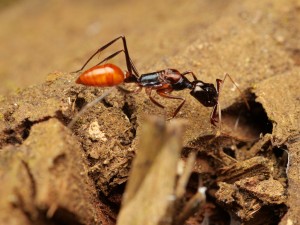 Credit Phillip Hoenle, [Blog] Odontomachus²