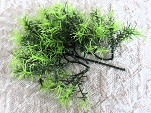 Ce qu'il reste de ladite plante., La nouvelle ADC de mes Camponotus vagus.