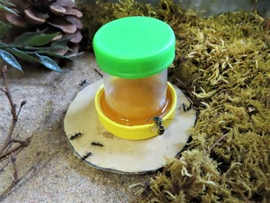 Guêpe voleuse chez mes Camponotus vagus., La nouvelle ADC de mes Camponotus vagus.