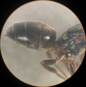 [Chthonolasius sp.] Gyne italienne (Chthonolasius ?), 2024-03-22-21.06.19 ZS PMax.jpg
