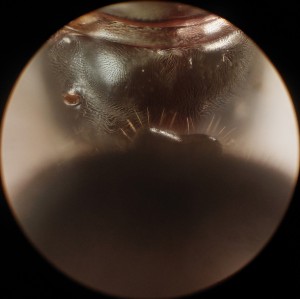 [Chthonolasius sp.] Gyne italienne (Chthonolasius ?), écaille.jpg