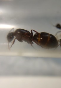 Identification reine compotonus, IMG_20240330_100631.jpg