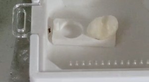 Des nouvelles de ma gyne Lasius emarginatus, Screenshot_20240413_185000_Gallery.jpg