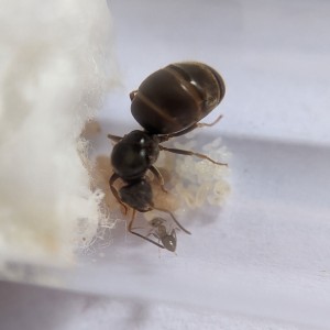 Première naissance, [Blog] Madame - Lasius niger