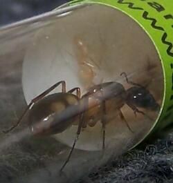 **fin**[Blog] Camponotus substitutus, maculatus02.jpg