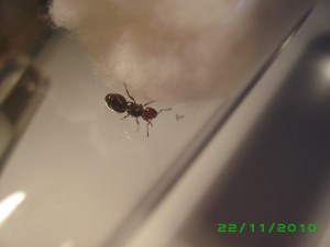 22 nov. (2), [Blog] Crematogaster scutellaris (de David)