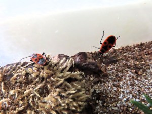 Leurs compagnons de route, <br />des gendarmes., [Camponotus vagus] Fourmi de Dordogne