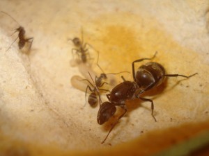 [Blog] Camponotus africaines, sanctus et sp d'Afrique de l'est, DSC06346.JPG
