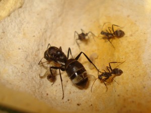 [Blog] Camponotus africaines, sanctus et sp d'Afrique de l'est, DSC06288.JPG