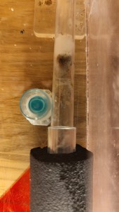 Lasius flavus de Mimiti, IMG20240508152955.jpg