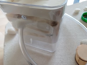 Un nid bien vide, [Blog] Lady Elizabeth, Lasius emarginatus