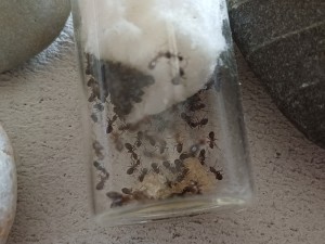 La colonie, passée à travers le coton, [Blog] Lady Elizabeth, Lasius emarginatus