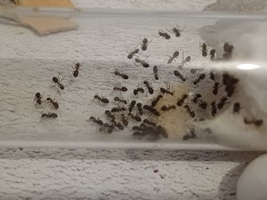 Jeunes larves, [Blog] Lady Elizabeth, Lasius emarginatus