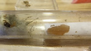 La gelée de miellat découverte immédiatement., Lasius flavus de Mimiti