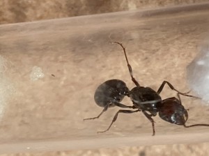 [Blog] Suivi des Messor barbarus d'Elouan, messor mh + oeufs.jpg