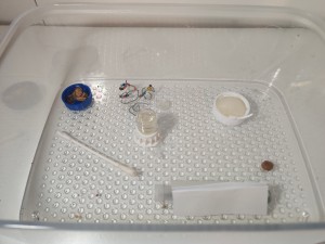 L'ADC, [Blog] Mes Lasius Niger