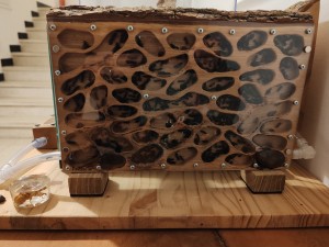 [Blog] Camponotus vagus de Mic, IMG_20240526_020214.jpg