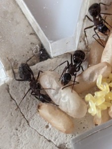 Identification Camponotus Herculeanus ou Ligniperda, PXL_20240529_092156536.jpg