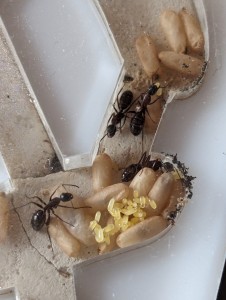 Identification Camponotus Herculeanus ou Ligniperda, PXL_20240529_092328628.jpg