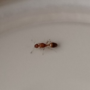 [Temnothorax unifasciatus] Petite fourmi jaune, IMG_20240531_183146.jpg