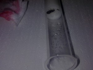 alors voila le tube à essai en question et ma reine ainsi que l'ouvrière., Mon nid bien ou dangereux pour mes fourmis :s