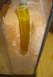 Mes colonies (funkyben), DSC06382.JPG