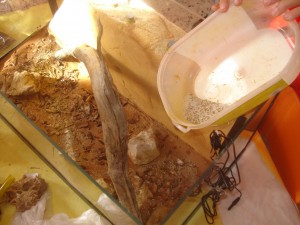 Mes colonies (funkyben), DSC06387.JPG