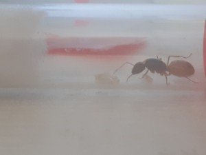 [BLOG] Les Camponotus fedtschenkoi de Campo 44, 20240609_121513.jpg