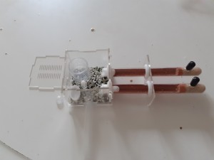 [Q/R] Les C.nicobarensis de Gigantiosp 59, 20240530_192512.jpg