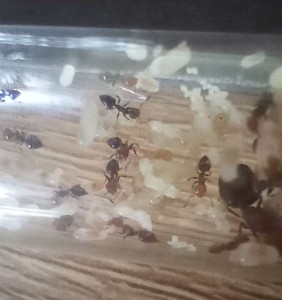 Crematogaster scutellaris le <br />10/06/24., [BLOG] Les colonies d'hardekai