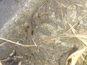 [Q\R] Les Camponotus fedtschenkoi de Campo 44, 20240612_101157.jpg