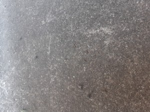 [Q\R] Les Camponotus fedtschenkoi de Campo 44, 20240612_101119.jpg