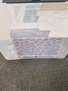 [Blog] Camponotus vagus de Mic, IMG_20240610_125446.jpg