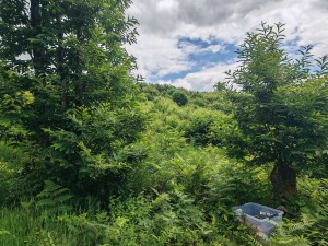 [Blog] Camponotus vagus de Mic, Compress_20240612_164553_3815.jpg