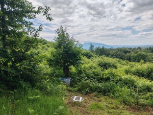 [Blog] Camponotus vagus de Mic, Compress_20240612_164553_3552.jpg