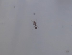 [Ouvrière Myrmica sp.] Demande d'identification gyne du 77, VideoCapture_20240612-200348.jpg