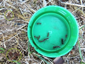 Myrmica vs Formica rufibarbis., [Ouvrière Myrmica sp.] Demande d'identification gyne du 77