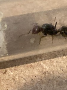 [Blog] Suivi des Messor barbarus d'Elouan, rmmh1.jpg