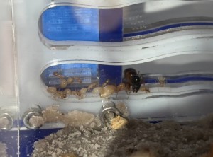 [Q\R] Les Camponotus fedtschenkoi de Campo 44, IMG_4177.jpeg