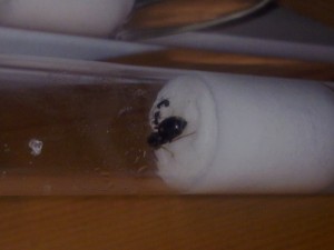 Voila une photo prise il y a 15 ou 20 minute, Mon nid bien ou dangereux pour mes fourmis :s