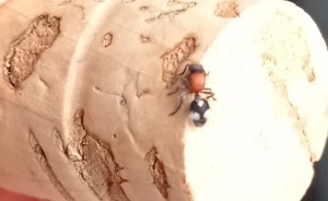 [Mutille (guêpe aptère)]Mais qui es tu ?, IMG_20240709_152723.jpg