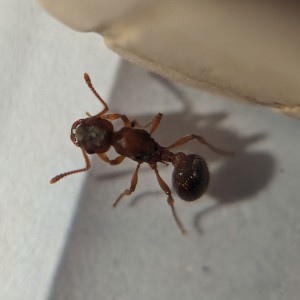 Gros plan de Rubis 1, [Blog] Rubis - Myrmica sp.