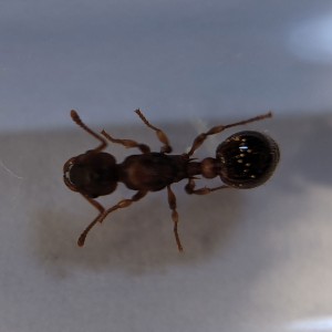 Gros plan de Rubis 2, [Blog] Rubis - Myrmica sp.